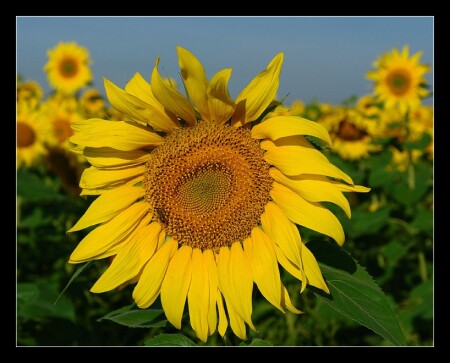 Яркое солнышко