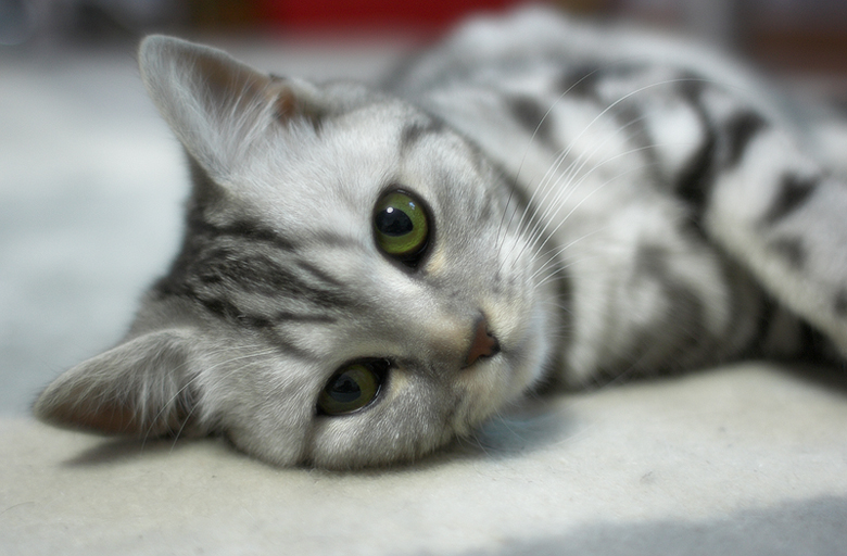 kat