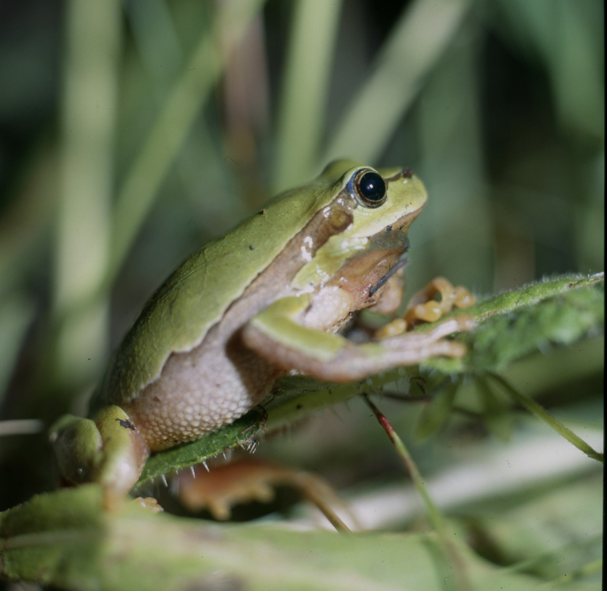 Hyla arborea 