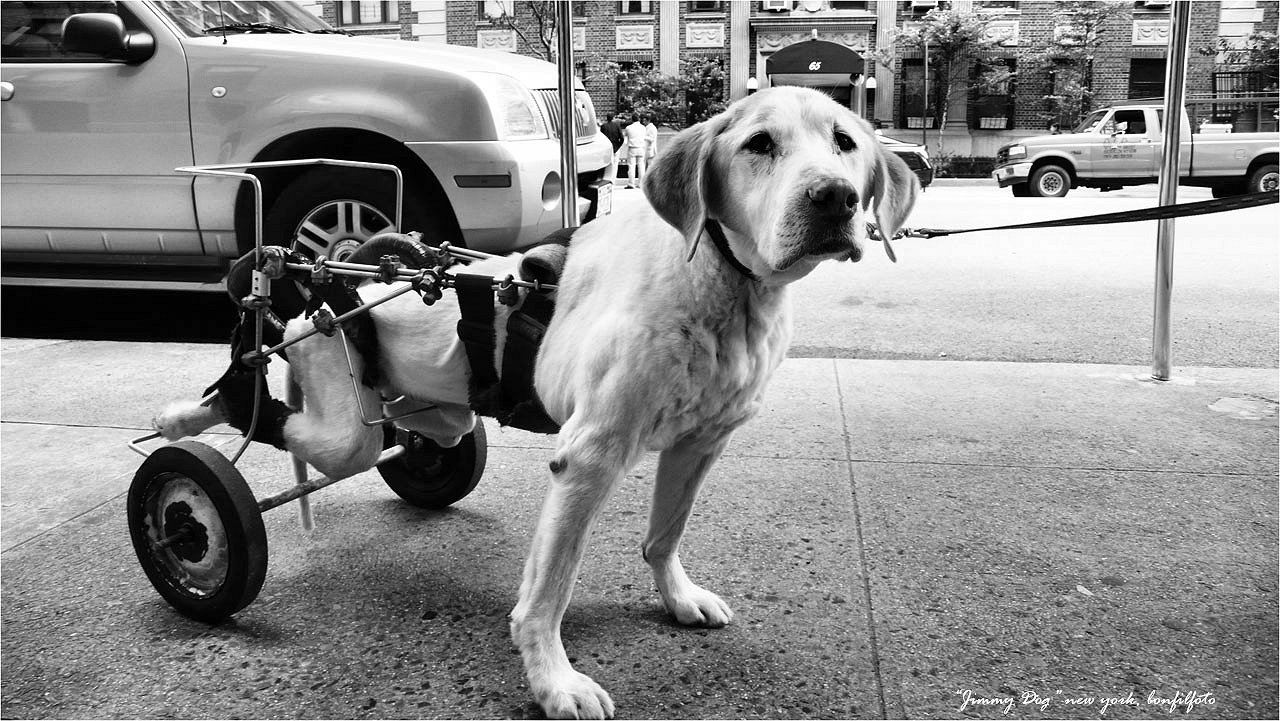 &quot;JIMMY DOG&quot; NEW YORK
