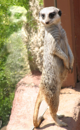 Кто на свете всех милее?