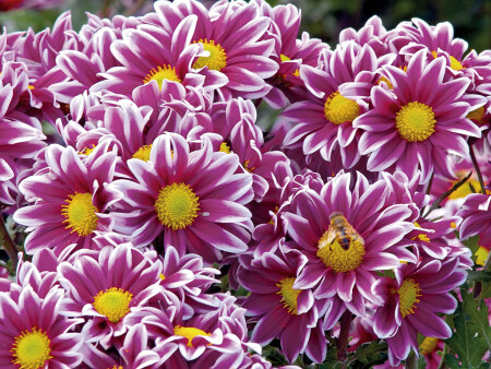 Хризантемы