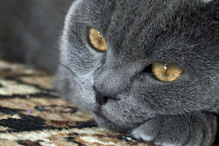 Котёнок