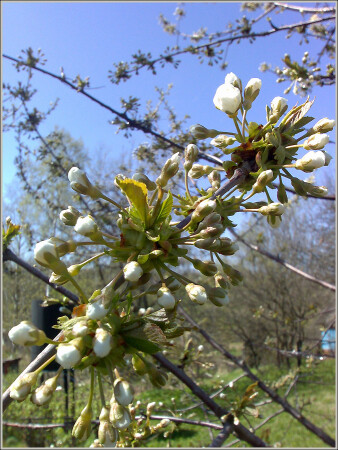 Цветут сады...