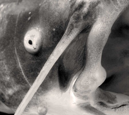bad fish