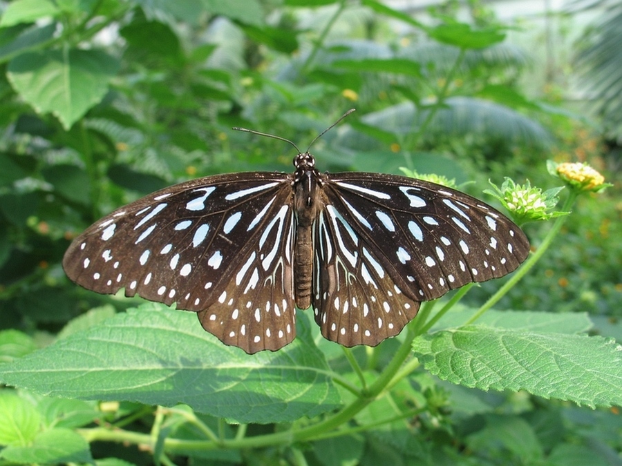 Макромир павильона Papiliorama #3