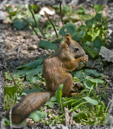Нагуливаем жирок к зиме