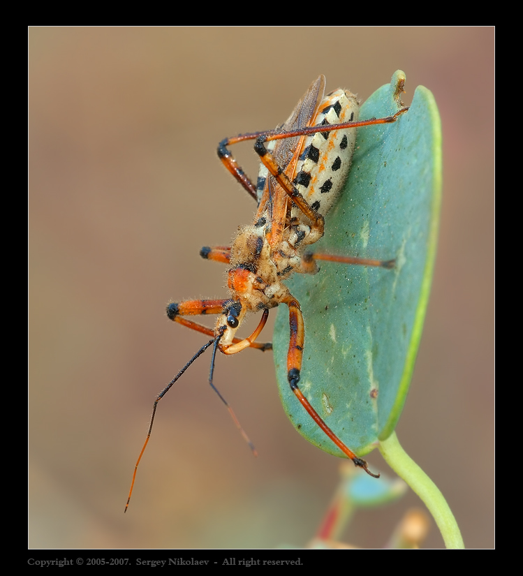 Хищнец кольчатый (Rhynocoris annulatus)