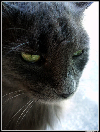 Зеленоглазый