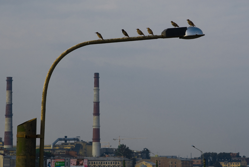 дозор