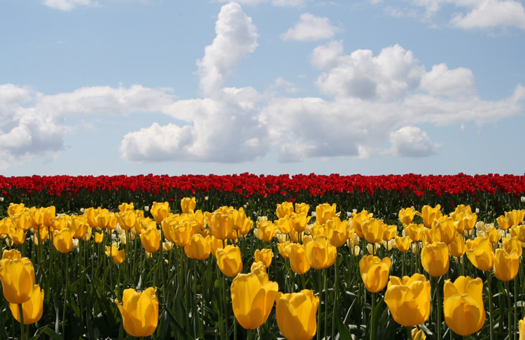Planet of Tulips