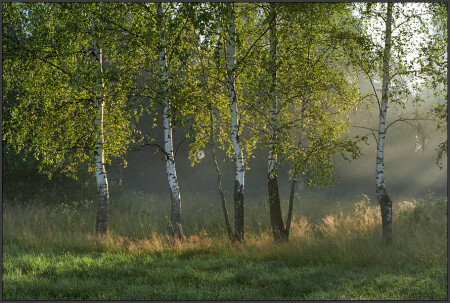 Жёлтый Луч