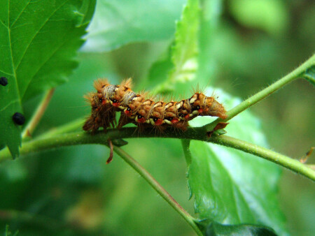 Чужие среди нас