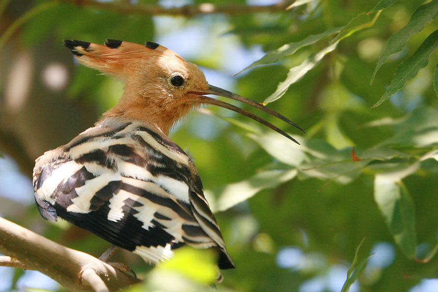 29303 Hoopoe