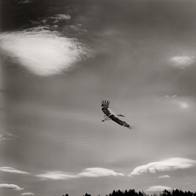 spread your wings and fly away