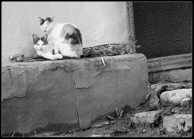 Кошки
