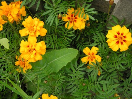 flowers