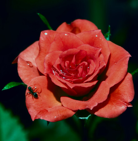 Ну живу я рядом!