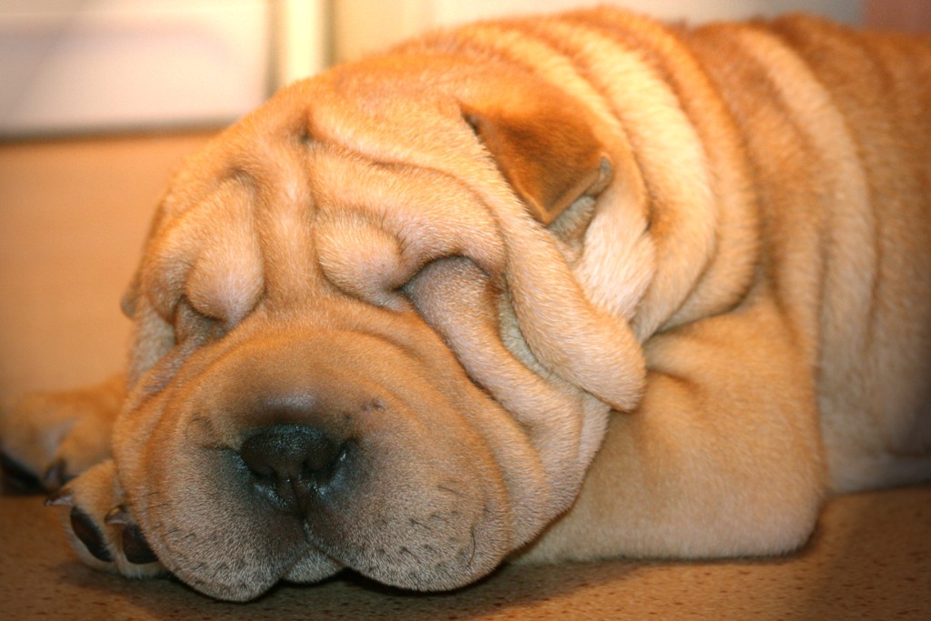 Samson
