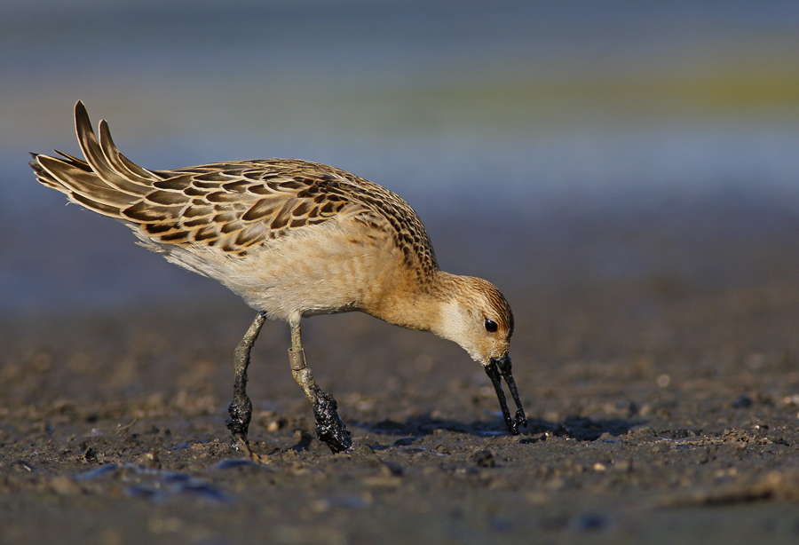 Турухтан (Philomachus pugnax) 