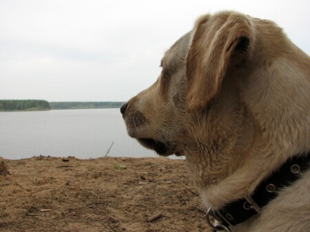 В ожидании хозяина
