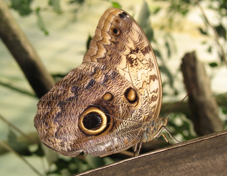 Макромир павильона Papiliorama #4