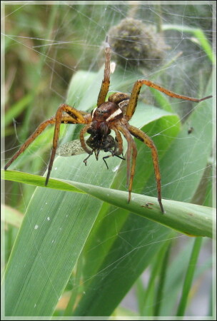 Охотник за обедом
