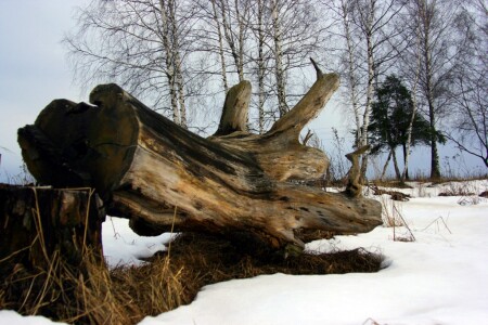 Лесной страж