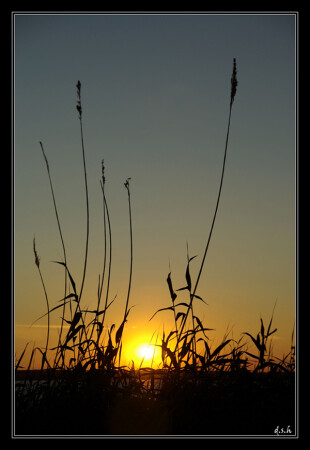 shumelka_mish