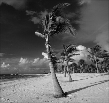 Dancing Palms