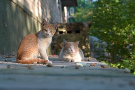 Я С ПААПОЙ)))