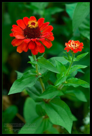 Flower#1