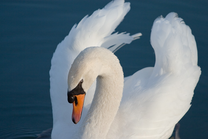 Swan