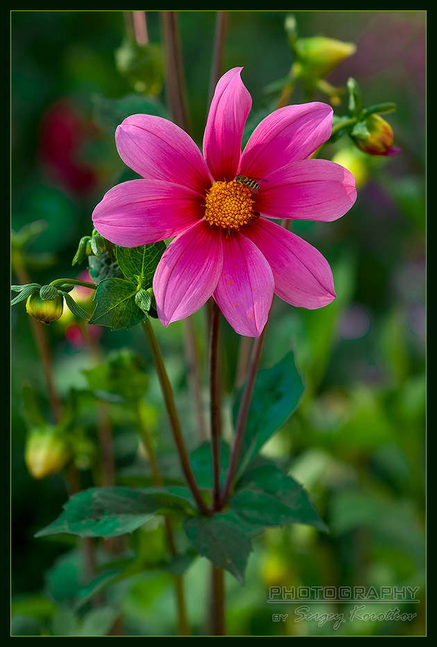 Flower#2
