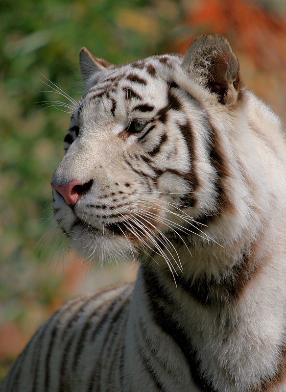 White Tiger