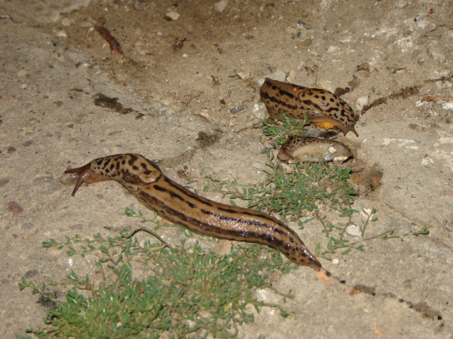 ulitka (sliznyak?)