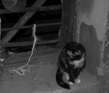 Дети подземелья