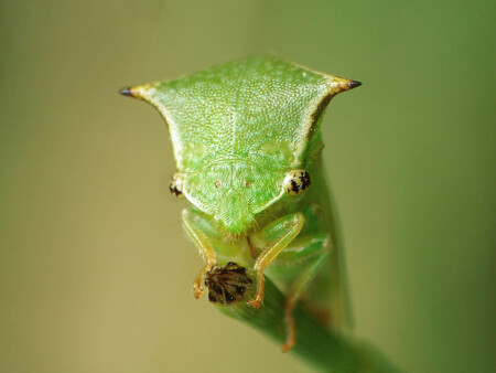 Бодушка бизонья (Stictocephala bisonia)
