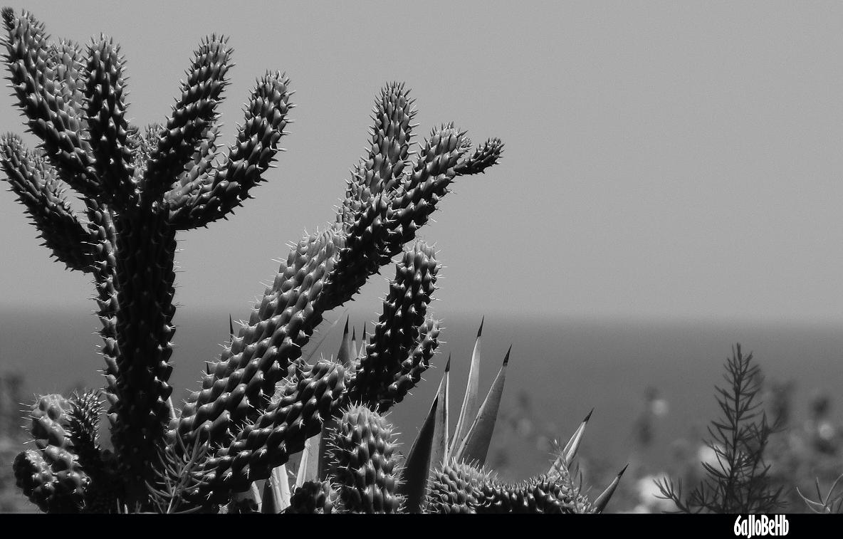 Cactus
