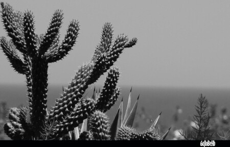 Cactus