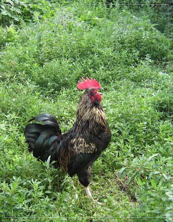 Ку-ка-ре-ку!!!