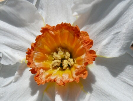 цветок настроения