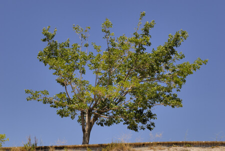Сжигаемое солнцем