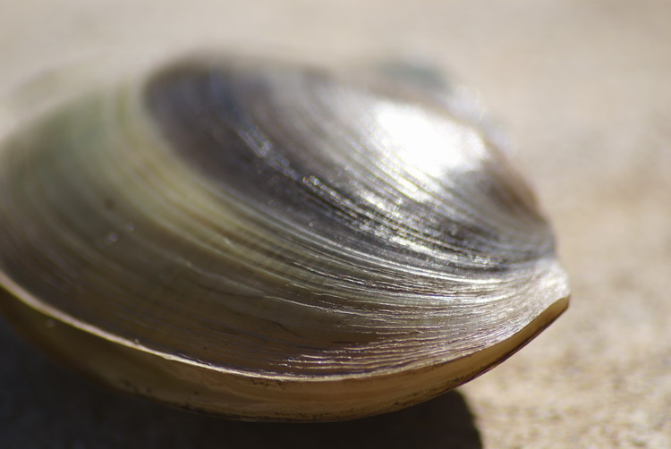 НЛО
