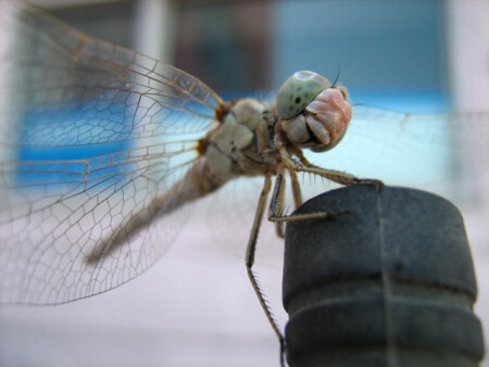 Улыбка стрекозы :))