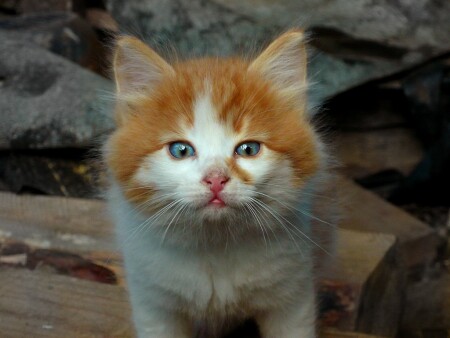 Пративный маленький котенок