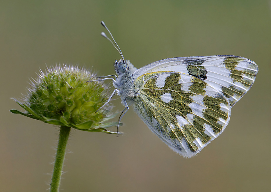 P.edusa 2
