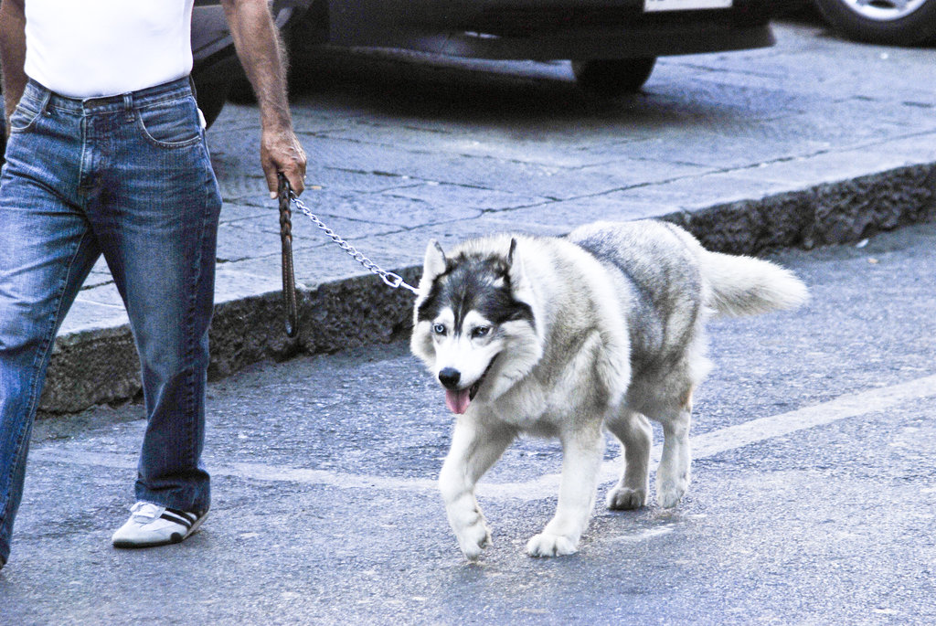 Mr. Wolf