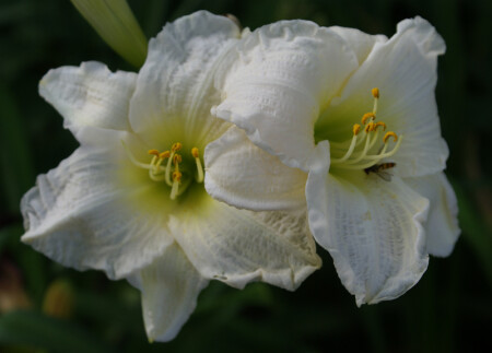 Нежность лета