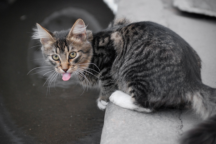 :P
